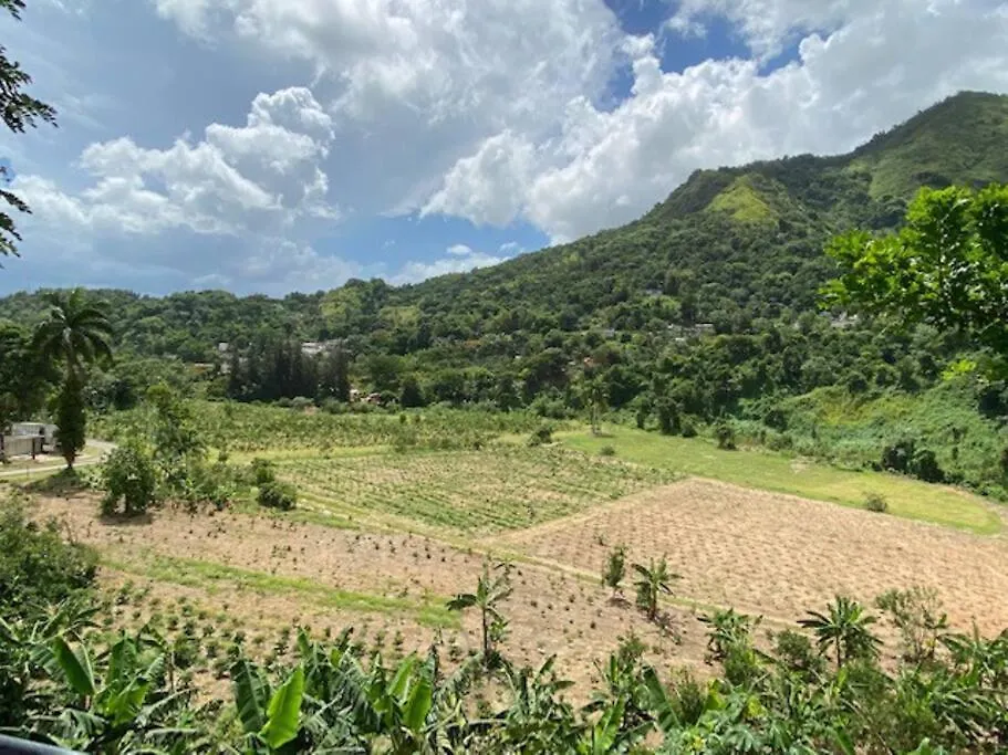 Cottage In Hacienda Prosperidad Coffee Farm 0*, Jayuya Portoriko
